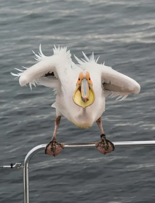 Framed Print : Great White Pelican -Pelecanus onocrotalus- on railing in Walvis Bay, Namibia
