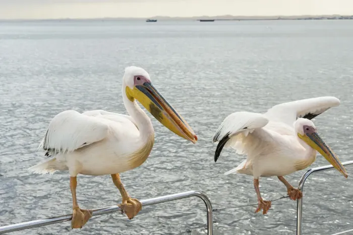 Framed Print : Two Great White Pelicans -Pelecanus onocrotalus- on a railing in Walvis Bay, Namibia Framed Print : Two Great White Pelicans -Pelecanus onocrotalus- on a railing in Walvis Bay, Namibia