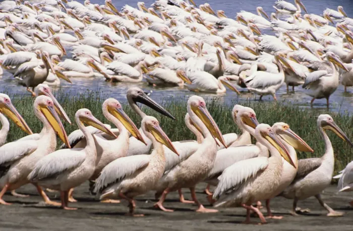 Framed Print : Great white pelicans walking in one direction, others swimming in lake Framed Print : Great white pelicans walking in one direction, others swimming in lake
