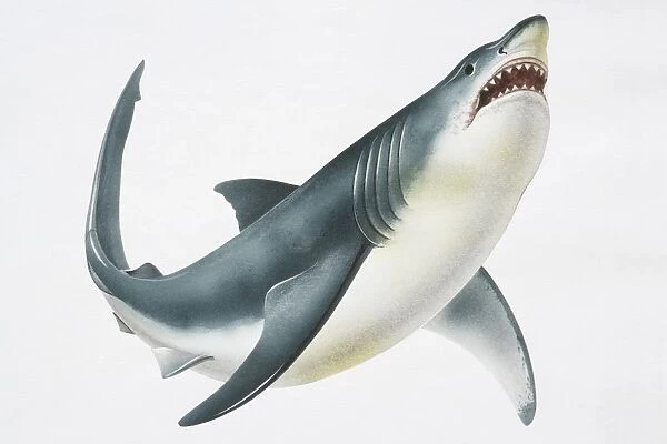 Great White Shark (Carcharodon carcharias) showing its teeth, low angle view