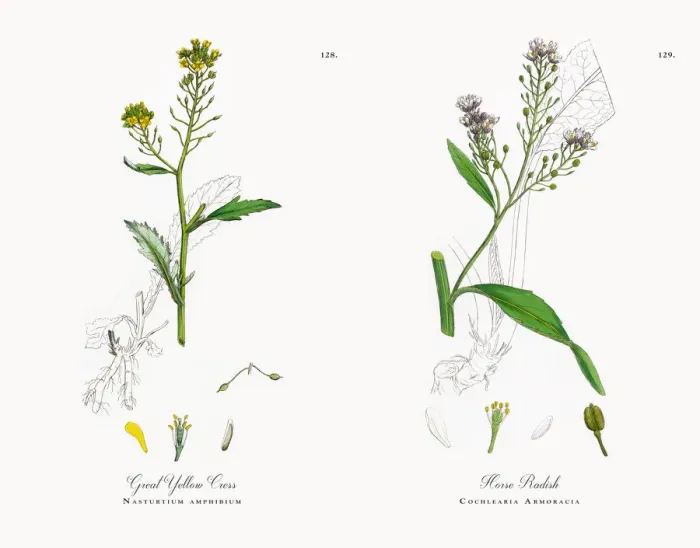 Framed Print : Great Yellow Cress, Nasturtium amphibium, Victorian Botanical Illustration, 1863 Framed Print : Great Yellow Cress, Nasturtium amphibium, Victorian Botanical Illustration, 1863