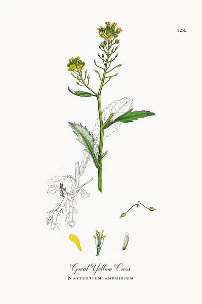 Great Yellow Cress, Nasturtium amphibium, Victorian Botanical Illustration, 1863