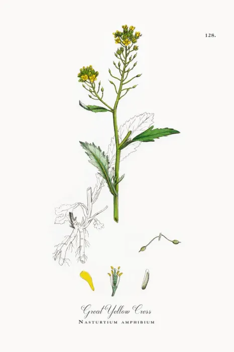 Framed Print : Great Yellow Cress, Nasturtium amphibium, Victorian Botanical Illustration, 1863 Framed Print : Great Yellow Cress, Nasturtium amphibium, Victorian Botanical Illustration, 1863