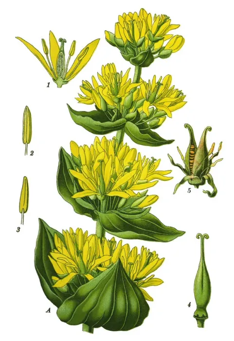 Framed Print : great yellow, gentian Framed Print : great yellow, gentian