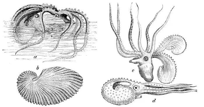 Framed Print : Greater Argonaut (Argonauta Argo) Framed Print : Greater Argonaut (Argonauta Argo)