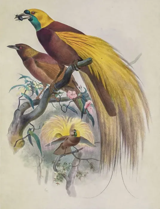 Framed Print : Greater bird-of-paradise, 19th century illustration Framed Print : Greater bird-of-paradise, 19th century illustration
