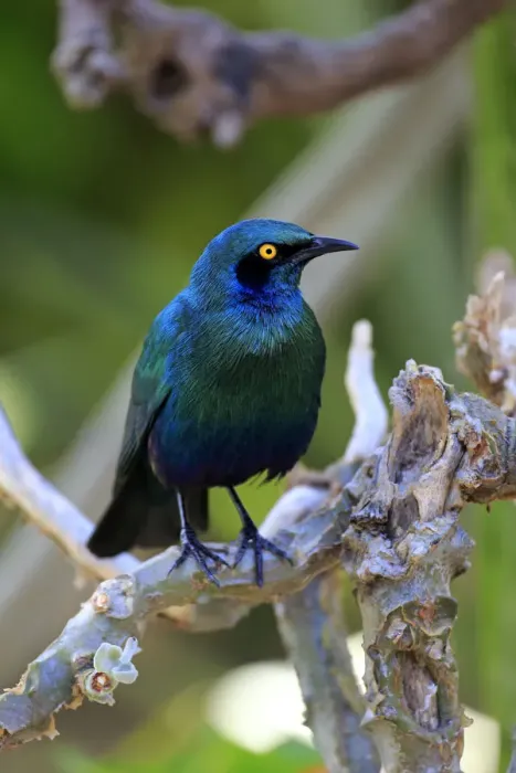 Framed Print : Greater blue-eared starling -Lamprotornis chalybaeus-, adult on tree, Kruger National Park, South Africa
