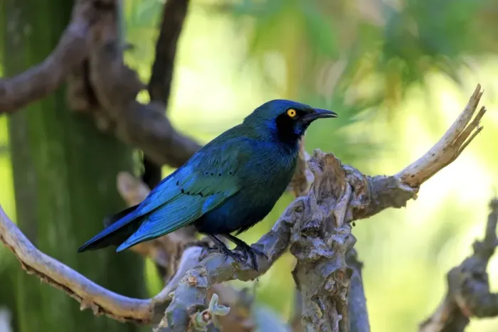 Framed Print : Greater blue-eared starling -Lamprotornis chalybaeus-, adult on tree, Kruger National Park, South Africa Framed Print : Greater blue-eared starling -Lamprotornis chalybaeus-, adult on tree, Kruger National Park, South Africa