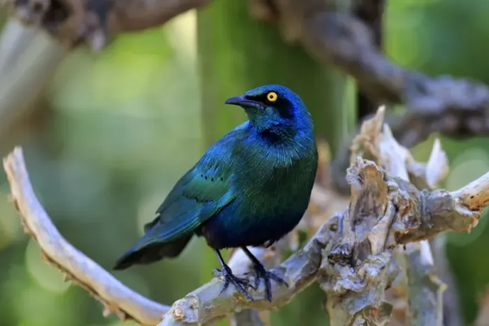 Framed Print : Greater blue-eared starling -Lamprotornis chalybaeus-, adult on tree, Kruger National Park, South Africa Framed Print : Greater blue-eared starling -Lamprotornis chalybaeus-, adult on tree, Kruger National Park, South Africa