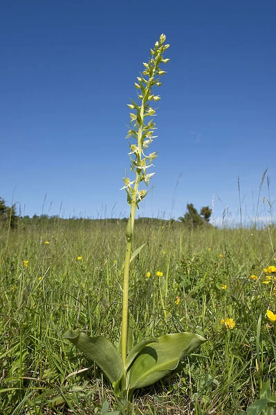 Greater Butterfly-orchid -Platanthera chlorantha-, Thuringia, Germany