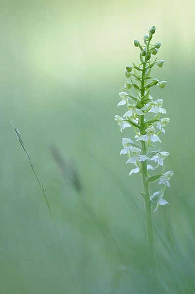 Greater Butterfly-orchid -Platanthera chlorantha-