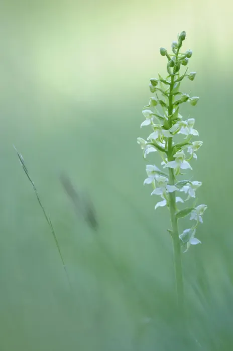 Framed Print : Greater Butterfly-orchid -Platanthera chlorantha- Framed Print : Greater Butterfly-orchid -Platanthera chlorantha-