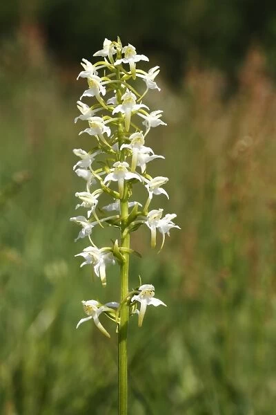 Greater Butterfly-orchid (Platanthera chlorantha), inflorescence