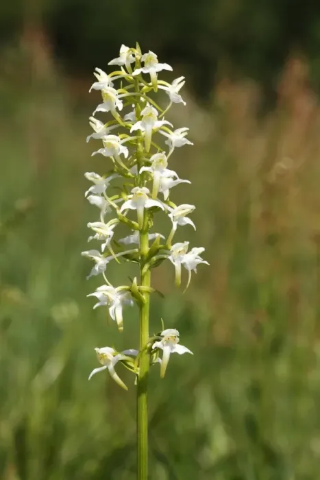 Framed Print : Greater Butterfly-orchid (Platanthera chlorantha), inflorescence Framed Print : Greater Butterfly-orchid (Platanthera chlorantha), inflorescence