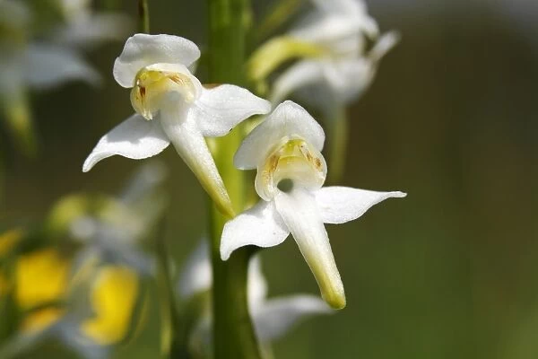 Greater Butterfly-orchid (Platanthera chlorantha), blooming