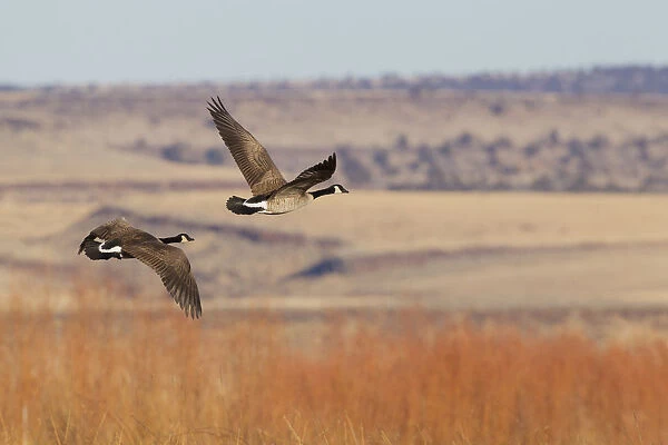Greater Canada goose (Branta Canadensis) flying over autumn landscape