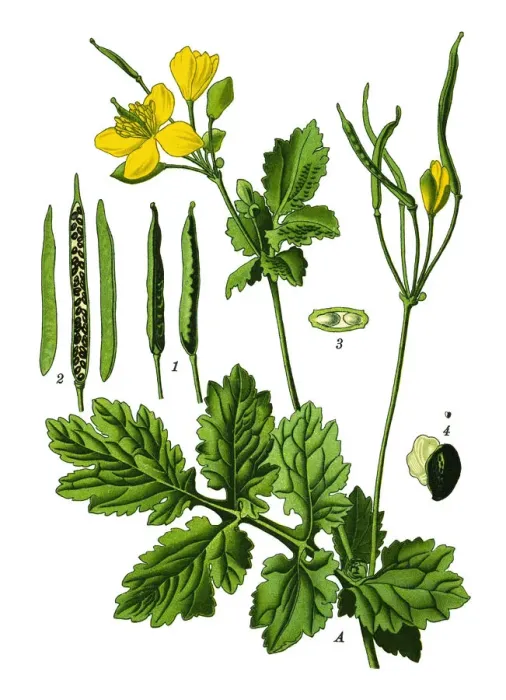 Framed Print : greater celandine, nipplewort, swallowwort, tetterwort Framed Print : greater celandine, nipplewort, swallowwort, tetterwort
