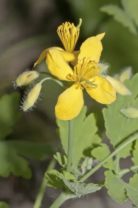 Framed Print : Greater Celandine or Tetterwort -Chelidonium majus-, Untergroningen, Abtsgmuend, Baden-Wurttemberg, Germany Framed Print : Greater Celandine or Tetterwort -Chelidonium majus-, Untergroningen, Abtsgmuend, Baden-Wurttemberg, Germany