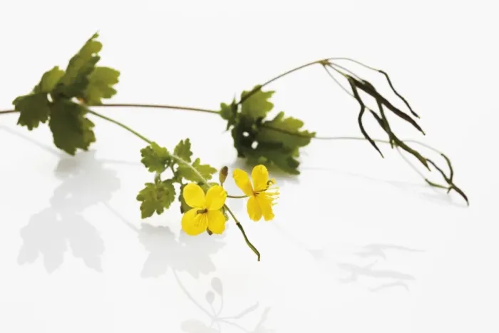Framed Print : Greater Celandine or Tetterwort (Chelidonium majus), medicinal plant Framed Print : Greater Celandine or Tetterwort (Chelidonium majus), medicinal plant