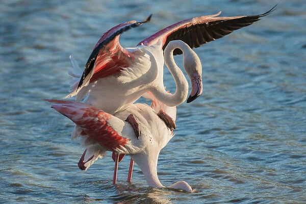 Greater Flamingo -Phoenicopterus roseus-, pair mating, copula, Camargue, Southern France, France