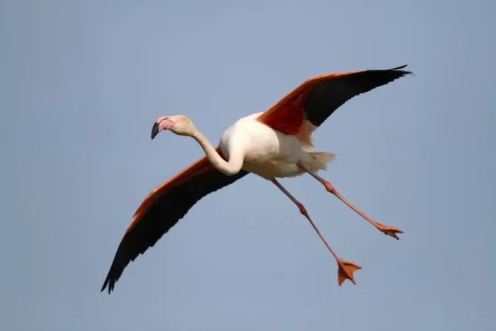 Framed Print : Greater Flamingo -Phoenicopterus roseus-, landing, Camargue, France, Europe Framed Print : Greater Flamingo -Phoenicopterus roseus-, landing, Camargue, France, Europe
