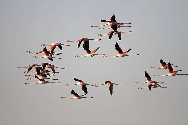 Greater Flamingo -Phoenicopterus roseus-, flock in flight, Camargue, France, Europe