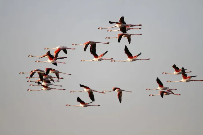 Framed Print : Greater Flamingo -Phoenicopterus roseus-, flock in flight, Camargue, France, Europe Framed Print : Greater Flamingo -Phoenicopterus roseus-, flock in flight, Camargue, France, Europe
