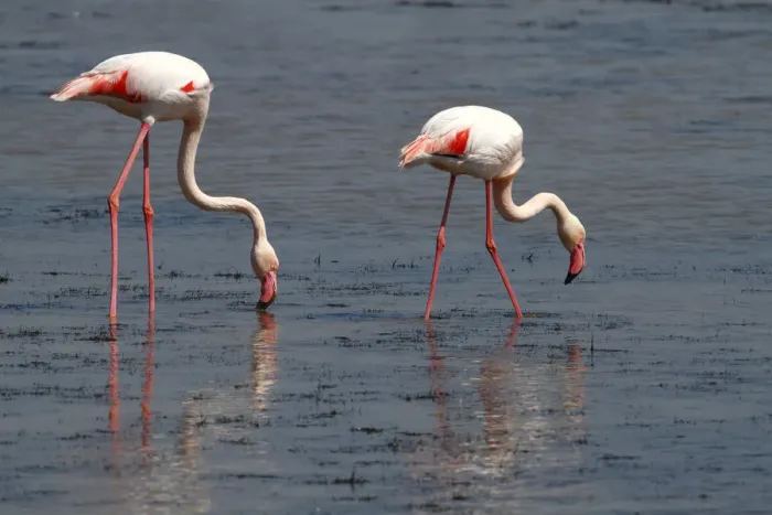 Framed Print : Greater Flamingo -Phoenicopterus roseus-, foraging in shallow water, Camargue, France, Europe Framed Print : Greater Flamingo -Phoenicopterus roseus-, foraging in shallow water, Camargue, France, Europe