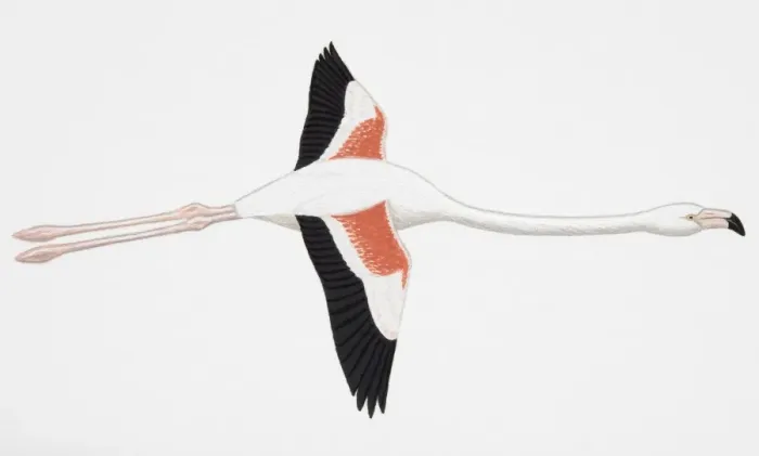 Framed Print : Greater Flamingo (Phoenicopterus ruber), adult