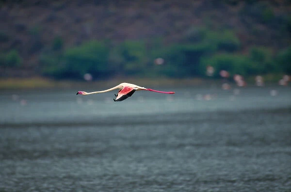 Greater flamingo (Phoenicopterus ruber) in flight