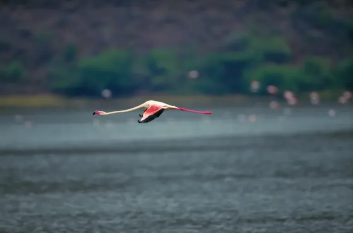 Framed Print : Greater flamingo (Phoenicopterus ruber) in flight Framed Print : Greater flamingo (Phoenicopterus ruber) in flight