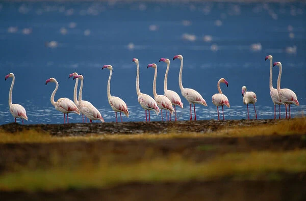 Greater flamingo (Phoenicopterus ruber) beside water