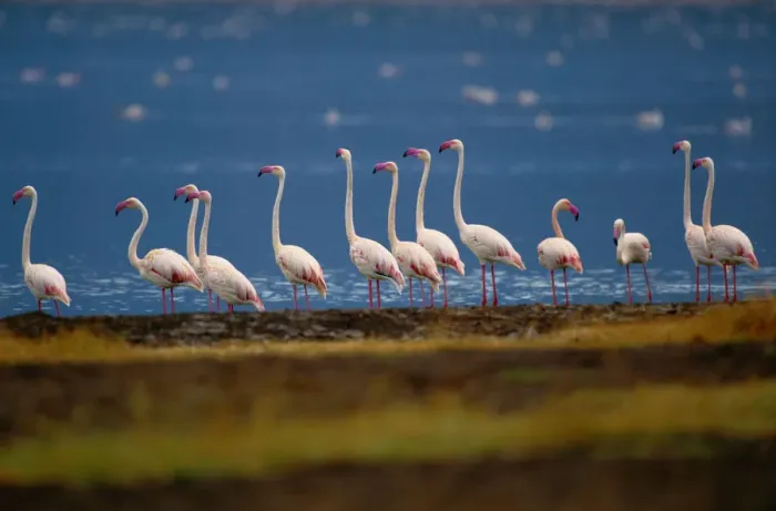 Framed Print : Greater flamingo (Phoenicopterus ruber) beside water Framed Print : Greater flamingo (Phoenicopterus ruber) beside water