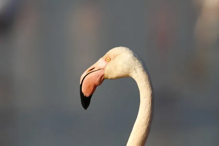 Framed Print : Greater Flamingoes -Phoenicopterus roseus-, portrait, Camargue, France, Europe Framed Print : Greater Flamingoes -Phoenicopterus roseus-, portrait, Camargue, France, Europe