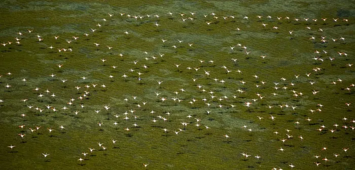 Framed Print : Greater Flamingos -Phoenicopterus roseus-, flock in flight over over a stretch of water at low tide, Saintes-Maries-de-la-Mer, Camargue, Provence-Alpes-Cote dAzur, France Framed Print : Greater Flamingos -Phoenicopterus roseus-, flock in flight over over a stretch of water at low tide, Saintes-Maries-de-la-Mer, Camargue, Provence-Alpes-Cote dAzur, France