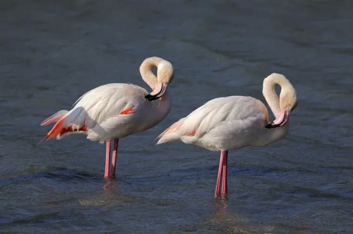 Framed Print : Two Greater Flamingos -Phoenicopterus roseus-, preening, Camargue, France, Europe Framed Print : Two Greater Flamingos -Phoenicopterus roseus-, preening, Camargue, France, Europe