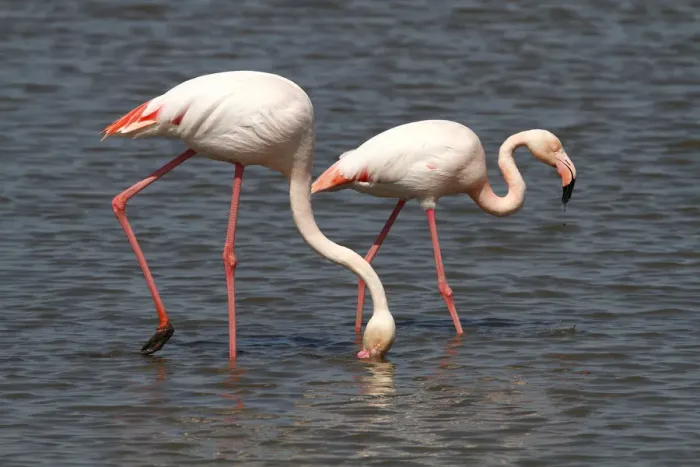 Framed Print : Greater Flamingos -Phoenicopterus roseus- foraging in shallow water, Camargue, France, Europe Framed Print : Greater Flamingos -Phoenicopterus roseus- foraging in shallow water, Camargue, France, Europe