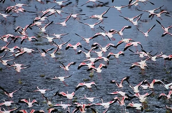 Greater flamingos (Phoenicopterus ruber) in flight