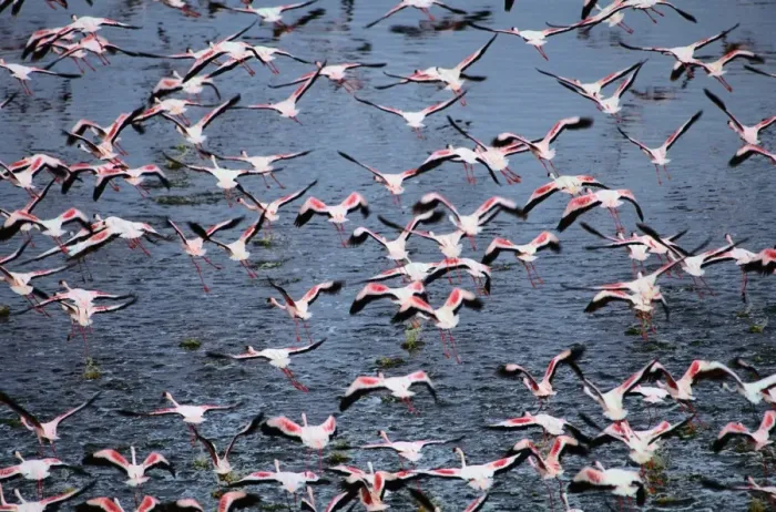 Framed Print : Greater flamingos (Phoenicopterus ruber) in flight Framed Print : Greater flamingos (Phoenicopterus ruber) in flight