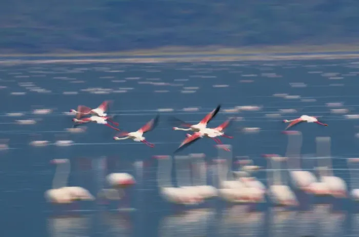 Framed Print : Greater flamingos (Phoenicopterus ruber) in flight Framed Print : Greater flamingos (Phoenicopterus ruber) in flight