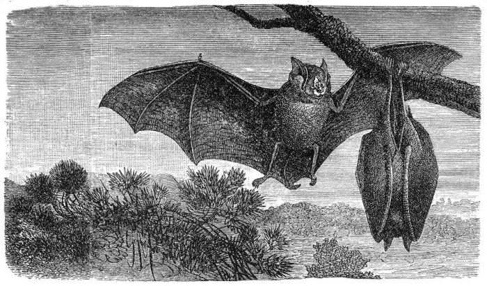 Framed Print : Greater Horseshoe Bat (Rhinolophus ferrumequinum) Framed Print : Greater Horseshoe Bat (Rhinolophus ferrumequinum)