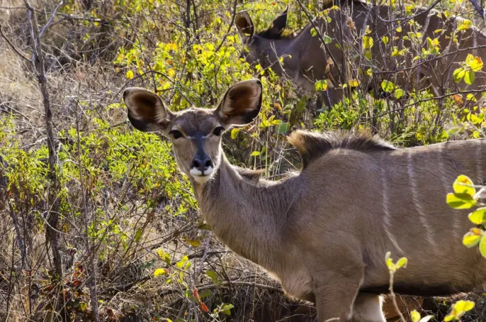 Framed Print : Greater Kudu, Mabalingwe reserve, Limpopo, South Africa Framed Print : Greater Kudu, Mabalingwe reserve, Limpopo, South Africa