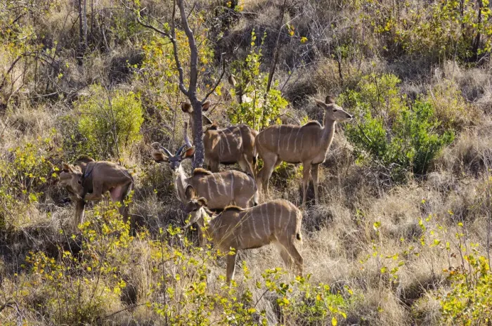 Framed Print : Greater Kudu, Mabalingwe reserve, Limpopo, South Africa Framed Print : Greater Kudu, Mabalingwe reserve, Limpopo, South Africa