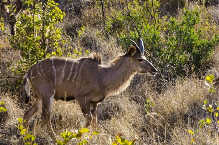 Framed Print : Greater Kudu, Mabalingwe reserve, Limpopo, South Africa Framed Print : Greater Kudu, Mabalingwe reserve, Limpopo, South Africa