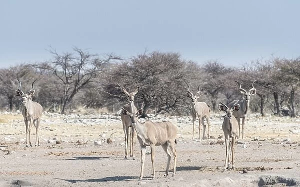 Greater kudu -Tragelaphus strepsiceros-, Chudop waterhole, Etosha National Park, Namibia