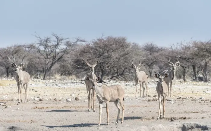 Framed Print : Greater kudu -Tragelaphus strepsiceros-, Chudop waterhole, Etosha National Park, Namibia
