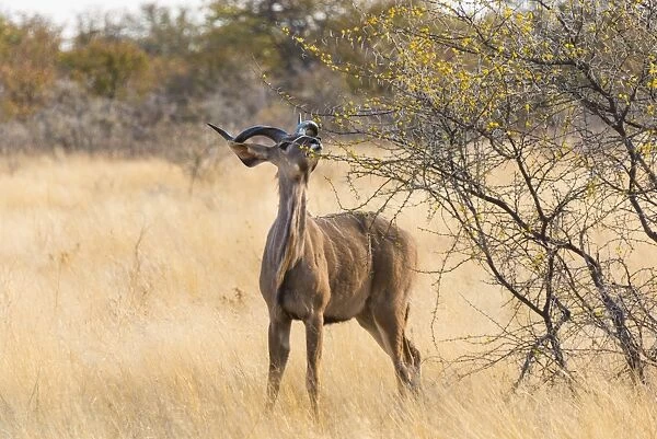 Greater kudu -Tragelaphus strepsiceros-, Etosha National Park, Namibia