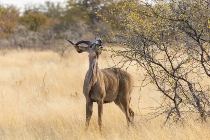 Framed Print : Greater kudu -Tragelaphus strepsiceros-, Etosha National Park, Namibia Framed Print : Greater kudu -Tragelaphus strepsiceros-, Etosha National Park, Namibia