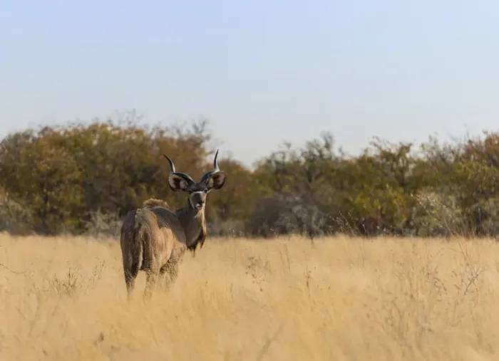 Framed Print : Greater Kudu -Tragelaphus strepsiceros-, Etosha National Park, Namibia