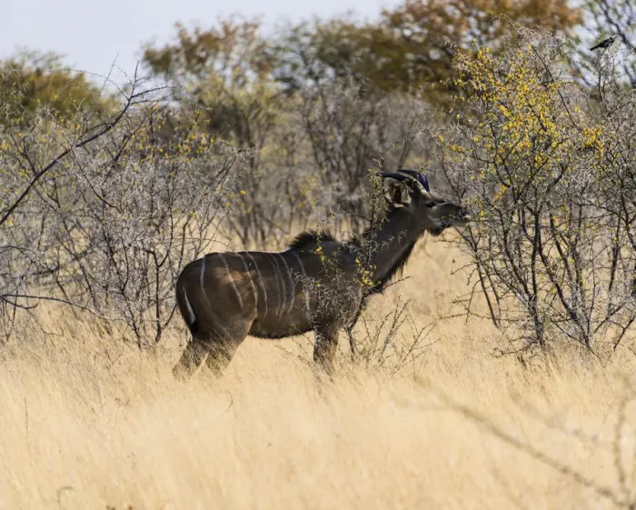 Framed Print : Greater Kudu -Tragelaphus strepsiceros-, Etosha National Park, Namibia Framed Print : Greater Kudu -Tragelaphus strepsiceros-, Etosha National Park, Namibia